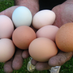 eggs from our chicken in hubby's hands