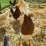 Duckie the Duck