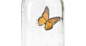 Animated My Butterfly In Jar