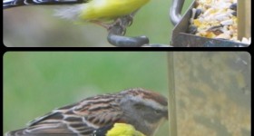 goldfinch at bird feeder