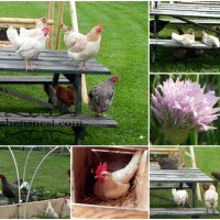pesky chickens