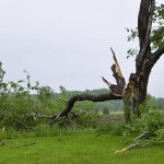 Tree damaged by tornado May 2011