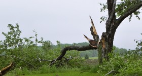 Tree damaged by tornado May 2011