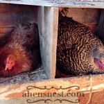 broody hens on nest