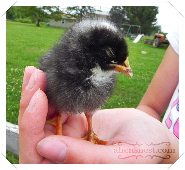 chick sleeping in hand