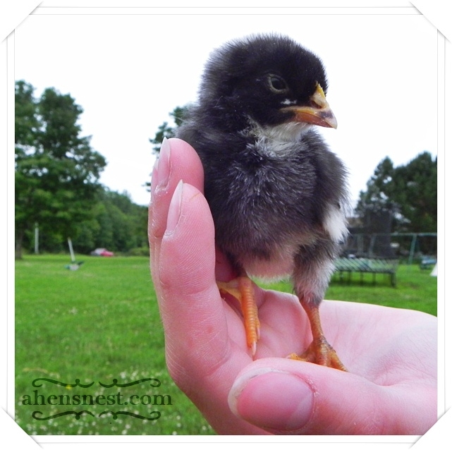 barred rock chick in hand