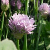 chive blossom