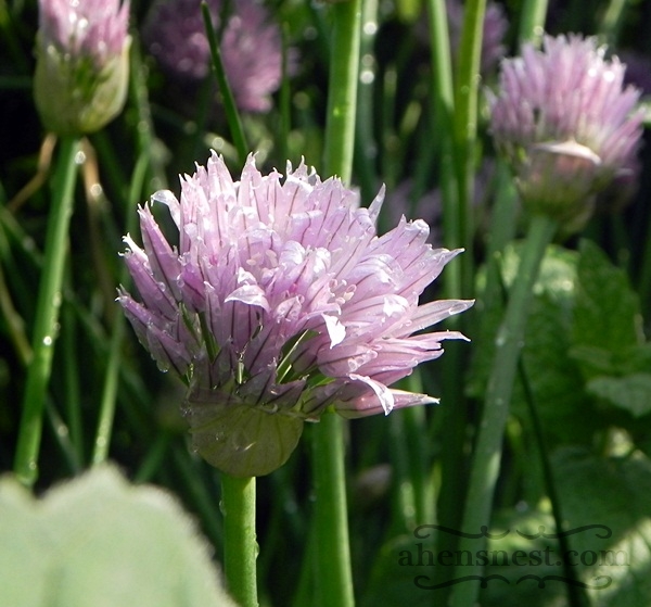 chive blossom