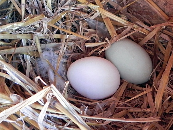 fresh eggs in nest