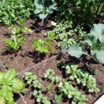 radish seedlings