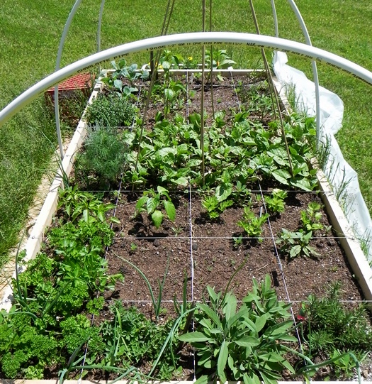 raised bed gardening