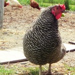 slash the hen