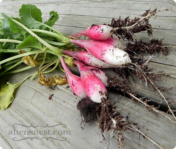spring radishes