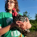 young Wyandotte Rooster