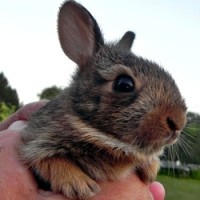 wild bunny