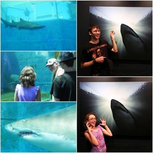Pittsburgh Zoo Sharks