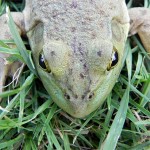 big green frog