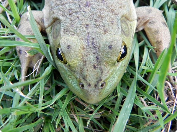 big green frog