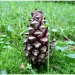pinecone in the forest