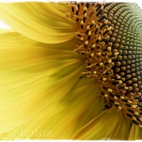 sunflower face