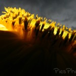sunflowers at dusk