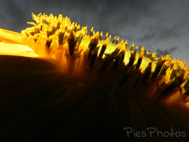 sunflowers at dusk