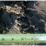 cat-tracks1