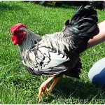 silver laced wyandotte rooster