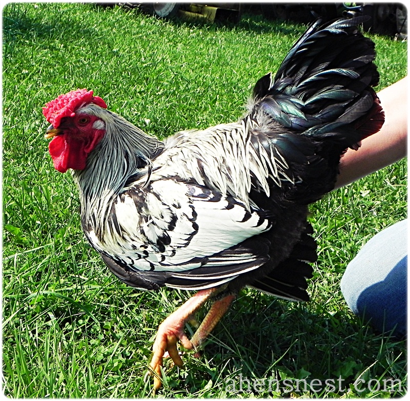 silver laced wyandotte rooster