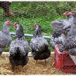 chicken flock