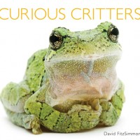 curious critters cover