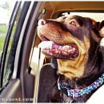 Ginger car ride