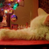 kittyrelaxed
