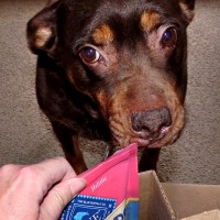 Ginger ordered Mr.Chewy treats