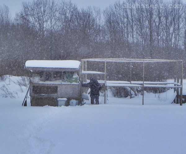 chicken coop first snow 2012