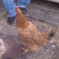 Brandy's neighbor's chicken