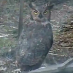 Great Horned Owl in chicken pen