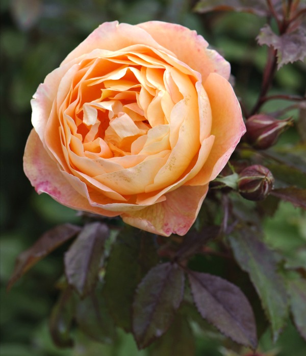 Rosa Lady Emma Hamilton Rose