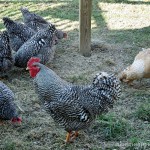 chickens under the bird feeder