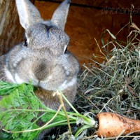 cute bunny eating a carrot