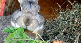 cute bunny eating a carrot