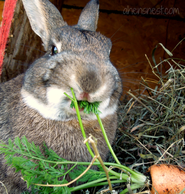 funny bunny eating a carrot