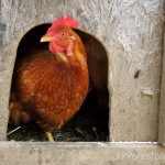 red star hen