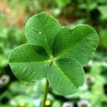 shamrock