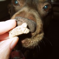 Ginger thinks Milk Bone Trail Mix is yummy