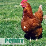 Penny the Hen
