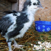 lost chick April