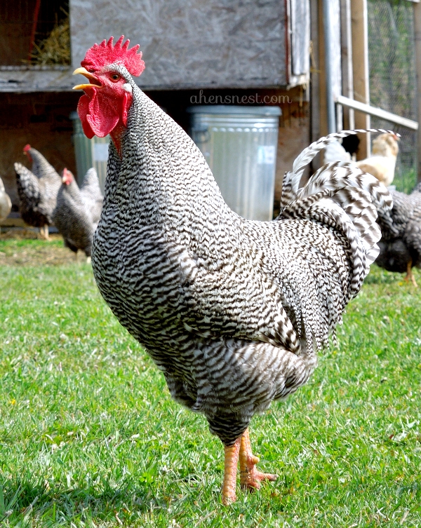 Barred Rock Rooster crowing