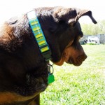 love my Ginger-Dog