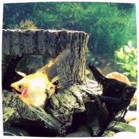 my new fish